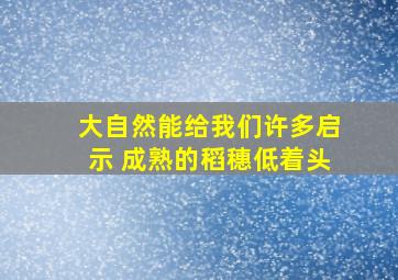 大自然能给我们许多启示 成熟的稻穗低着头